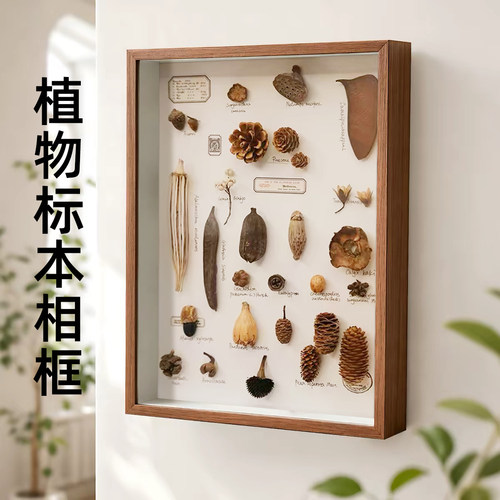 立体中空3cm中药材植物标本相框摆台DIY干花贝壳昆虫保存展示框A4
