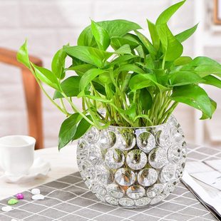 水培器皿创意玻璃花盆水样植物瓶透明花器绿萝铜钱草圆形容器摆件