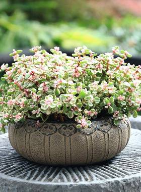 现代简约户外花园多肉花盆庭院园艺布置阳台造景装饰水培植物花盆