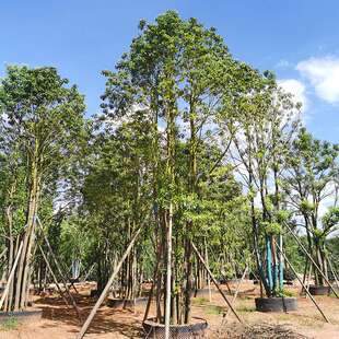 基地直供丛生香泡香橼柚子树多杆多头香樟桂花乌桕绿化风景树