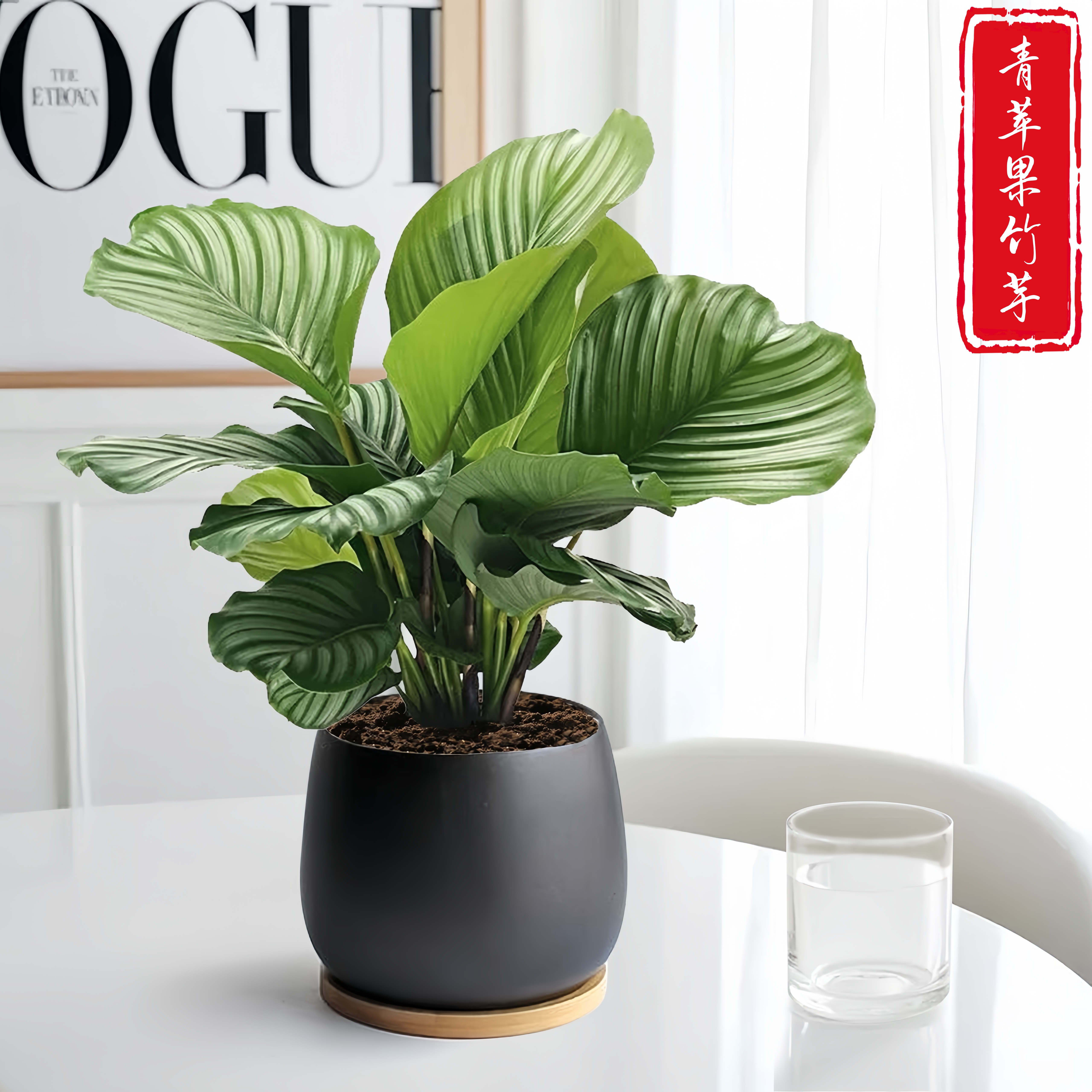 青苹果竹芋盆栽花卉绿植