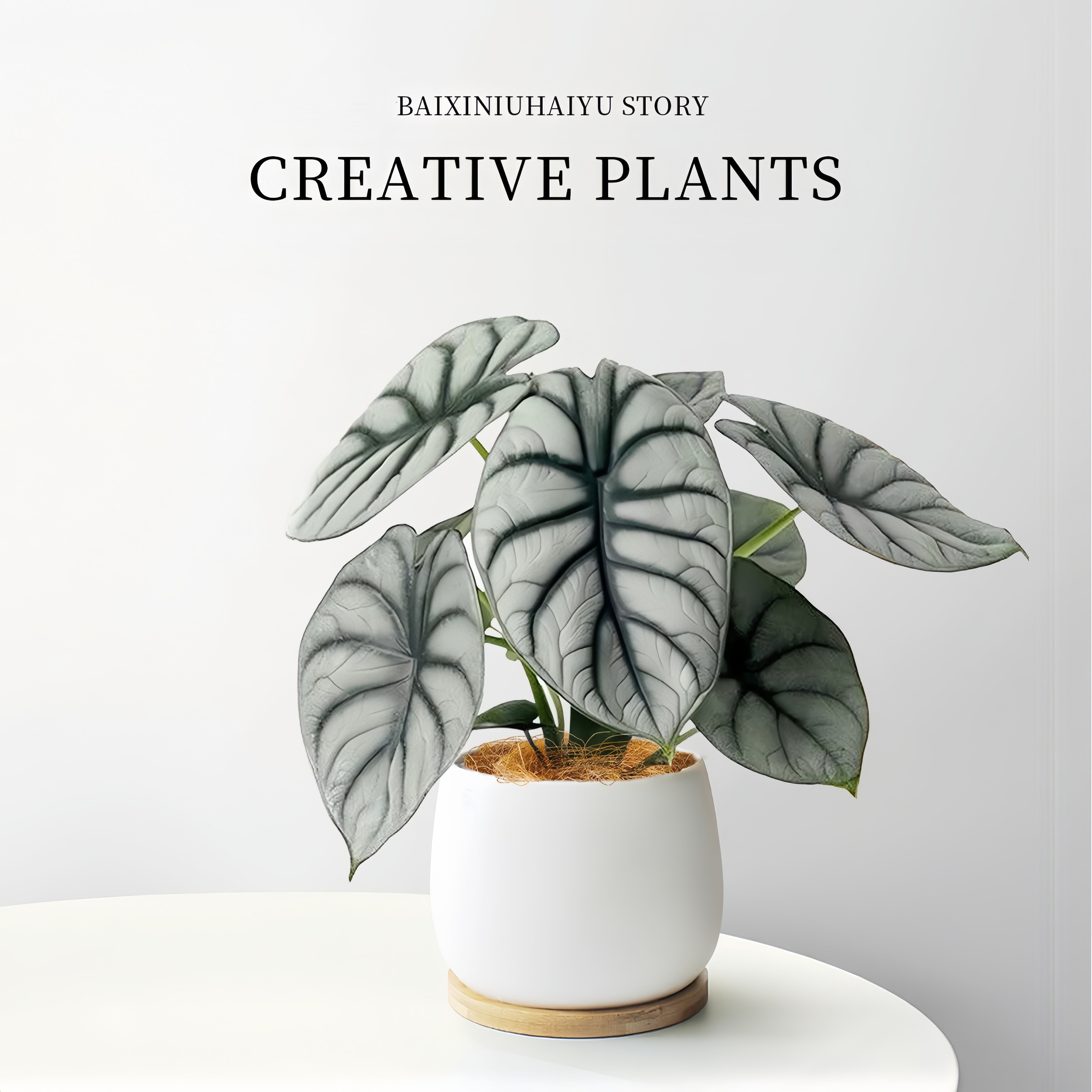白犀牛海芋盆栽办公室桌面绿植室内好养活ins风网红植物工位摆件,鲜花速递/花卉仿真/绿植园艺,绿植,淘宝优惠券,粉丝福利购,淘宝优惠卷