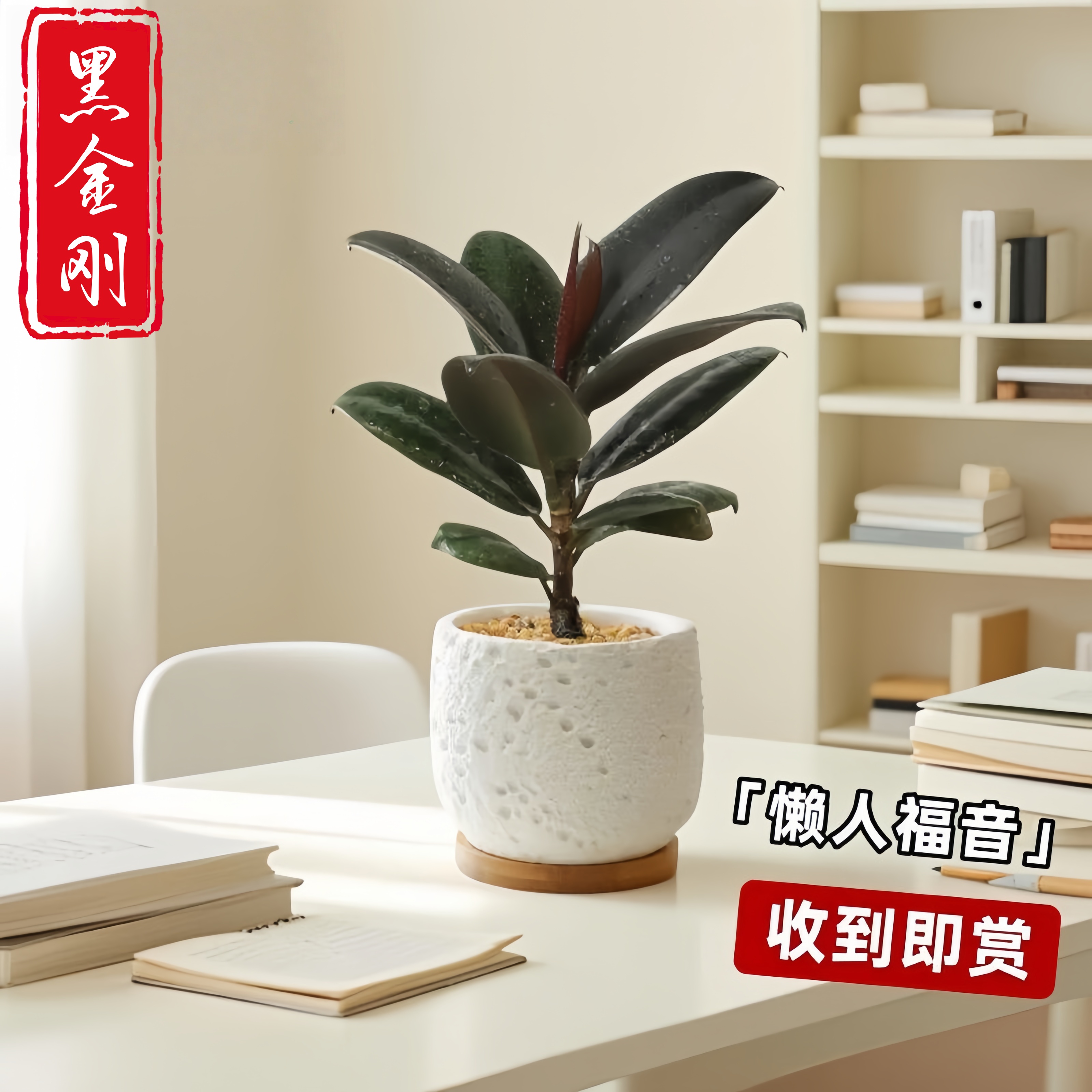 黑金刚橡皮树室内盆栽绿植