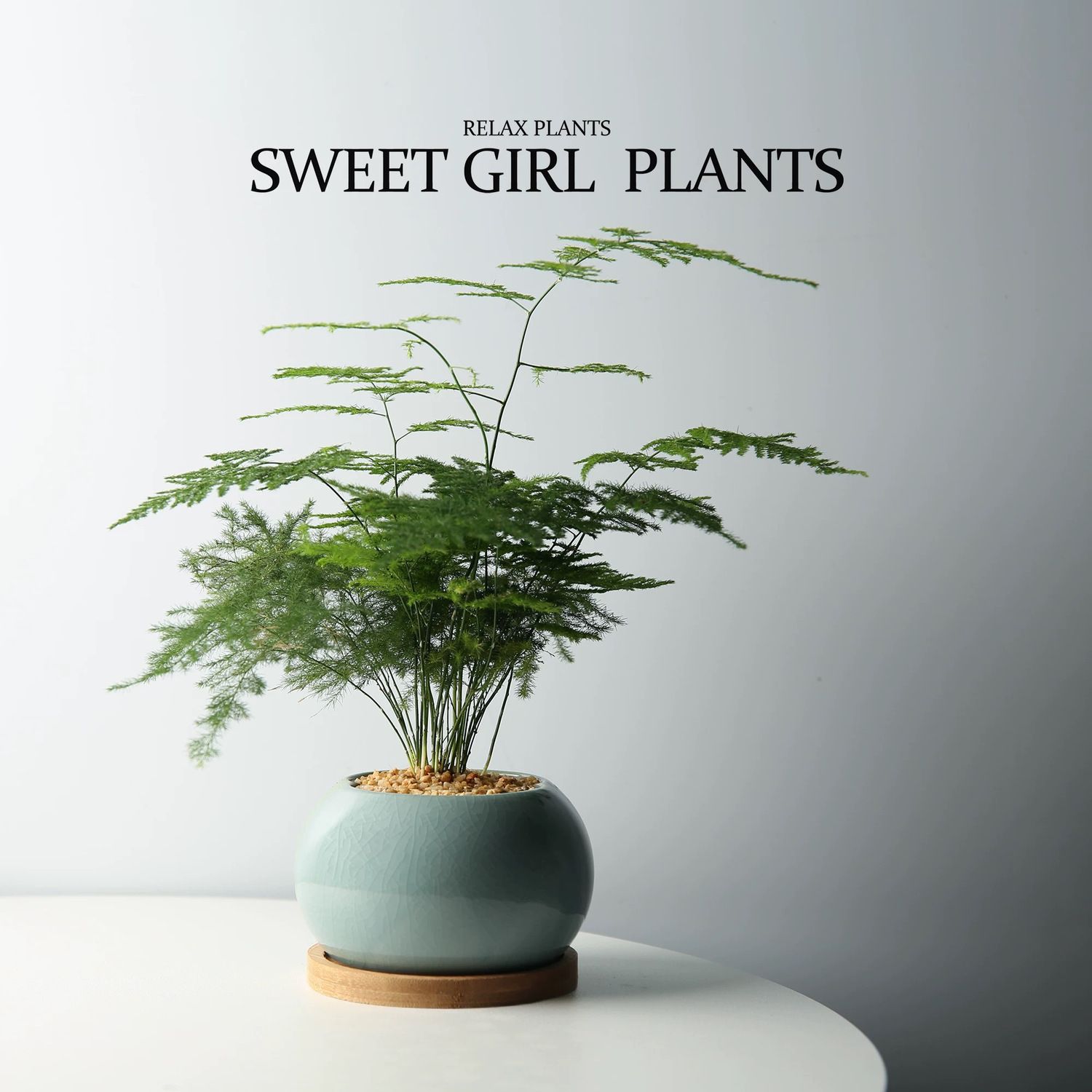 文竹盆栽植物室内绿植