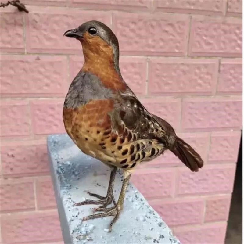 .新款竹鸡假g媒竹鸡模型园林竹鸡户外竹鸡摆件室外羽毛竹鸡假