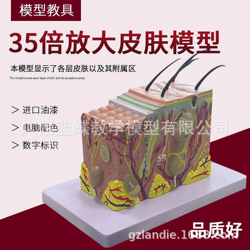 35倍放大皮肤模型 皮肤结构放大模型组织层次立体构造微医学美容,文具电教/文化用品/商务用品,教学标本/模型,淘宝优惠券,粉丝福利购,淘宝优惠卷
