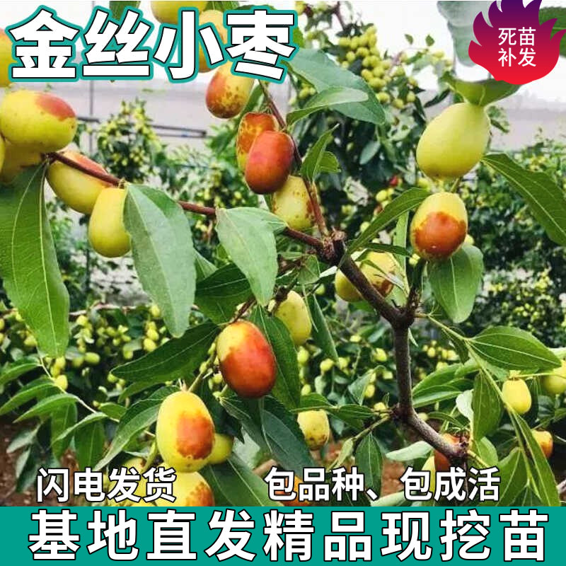 金丝小枣苗树南北方庭院地栽特大果树盆栽嫁接甜脆枣子苗当年结果