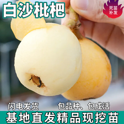 白沙枇杷树苗特大果嫁接