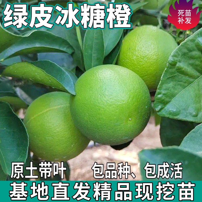 绿皮冰糖橙苗树南北方庭院盆栽地栽种植嫁接甜橙子果树苗当年结果