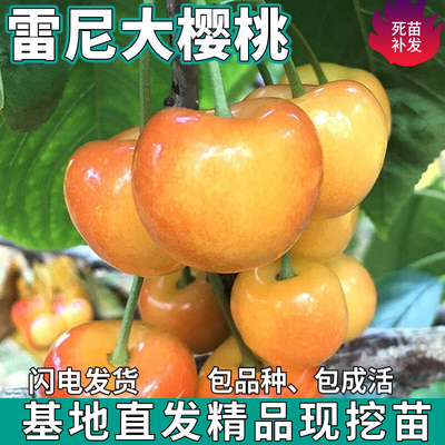 雷尼大樱桃树苗南北方地