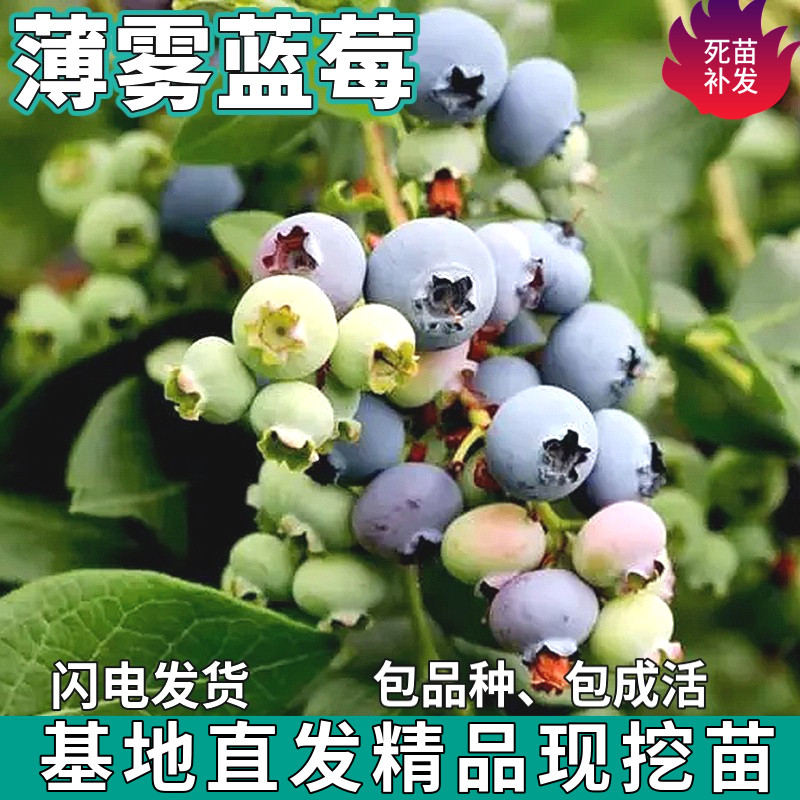 薄雾蓝莓果树苗庭院地栽盆栽南北方种植耐寒树苗带土包活当年结果