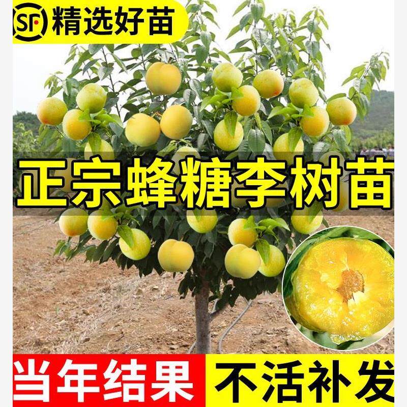 新品种果树苗离核李子树苗特大青皮蜂糖李子苗嫁接苗南方北方种植