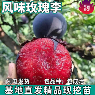 风味玫瑰李子树苗南北方地栽庭院盆栽种植嫁接血丝李子苗当年结果