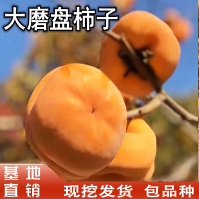 磨盘柿子树苗南北方庭院地栽盆栽种植特大果嫁接果树活苗现挖发货