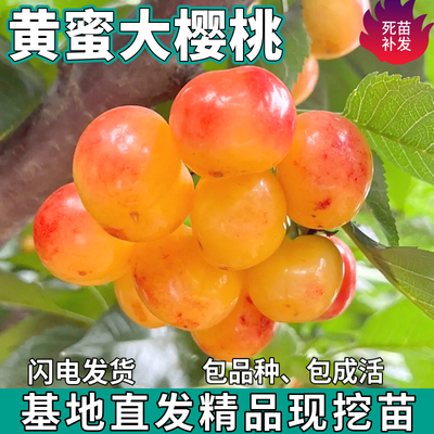 黄蜜大樱桃树苗南北方庭院地栽种植矮化盆栽嫁接车厘子苗当年结果