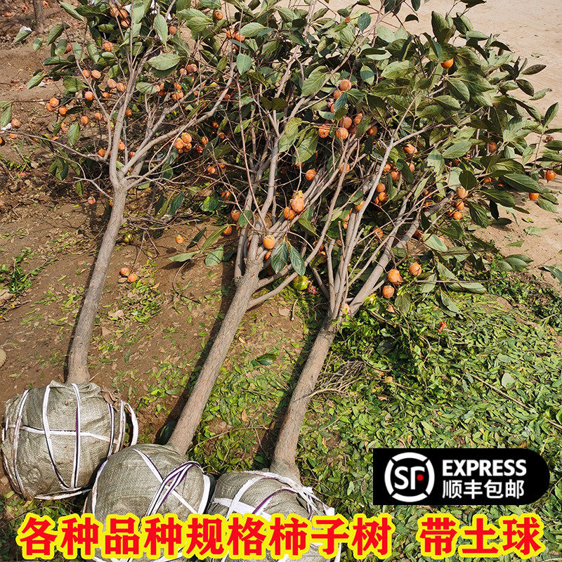 柿子苗树脆甜柿火晶红灯笼软柿庭院果树南北方种植特大柿子树果苗