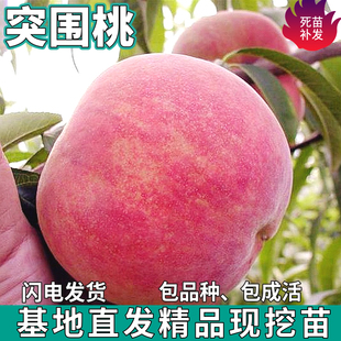 突围桃树苗南北方地栽庭院盆栽苗种植嫁接脆甜桃子果树苗当年结果