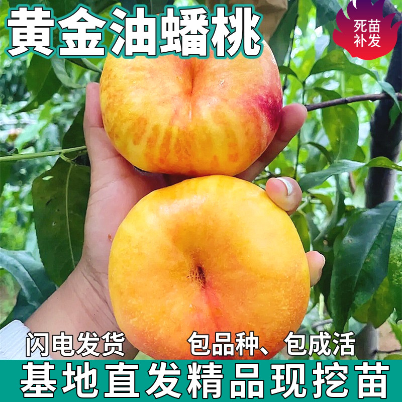 黄金油蟠桃树苗南北方地栽庭院盆栽特大果种植嫁接桃子苗当年结果