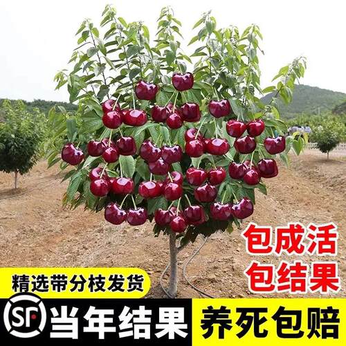 车厘子树苗樱桃南方北方