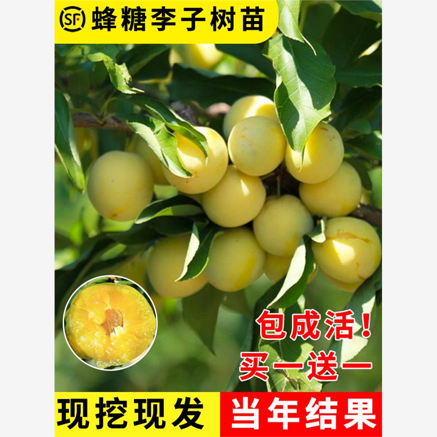 蜂糖李子树苗嫁接特大晚图片