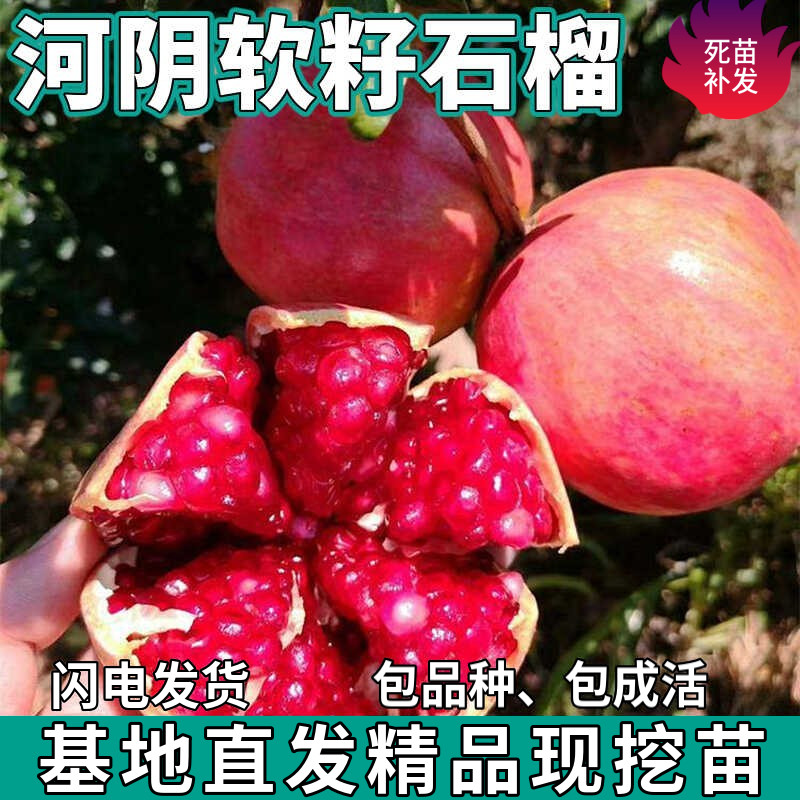 河阴软籽红石榴果树苗南北方庭院盆栽地栽种植嫁接活苗树当年结果