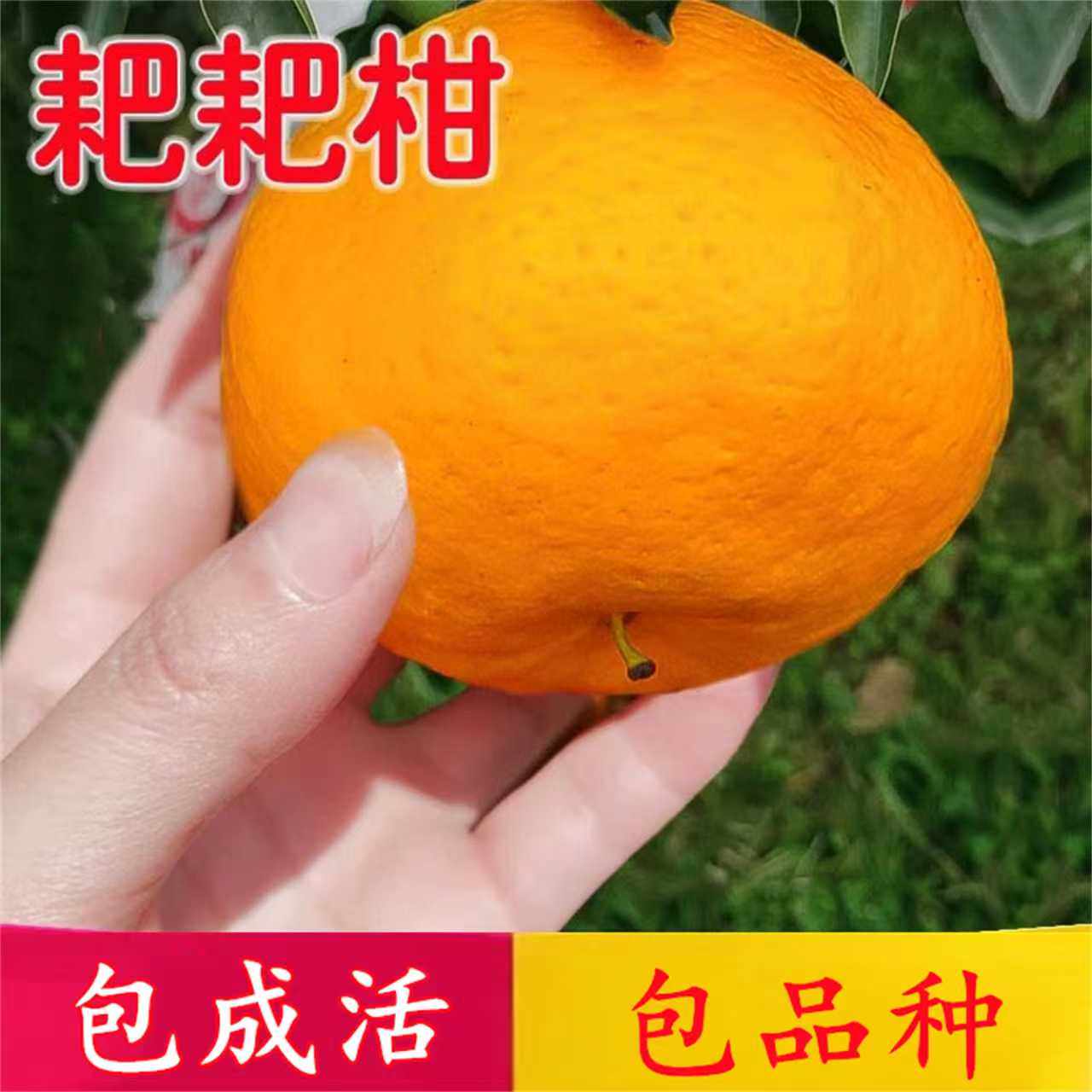春见耙耙柑树苗南北方庭院地栽阳台种植不知火丑橘子苗树当年结果