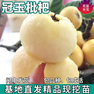 冠玉枇杷果树苗南北方种植地栽盆栽无核嫁接特大果耐寒苗当年结果