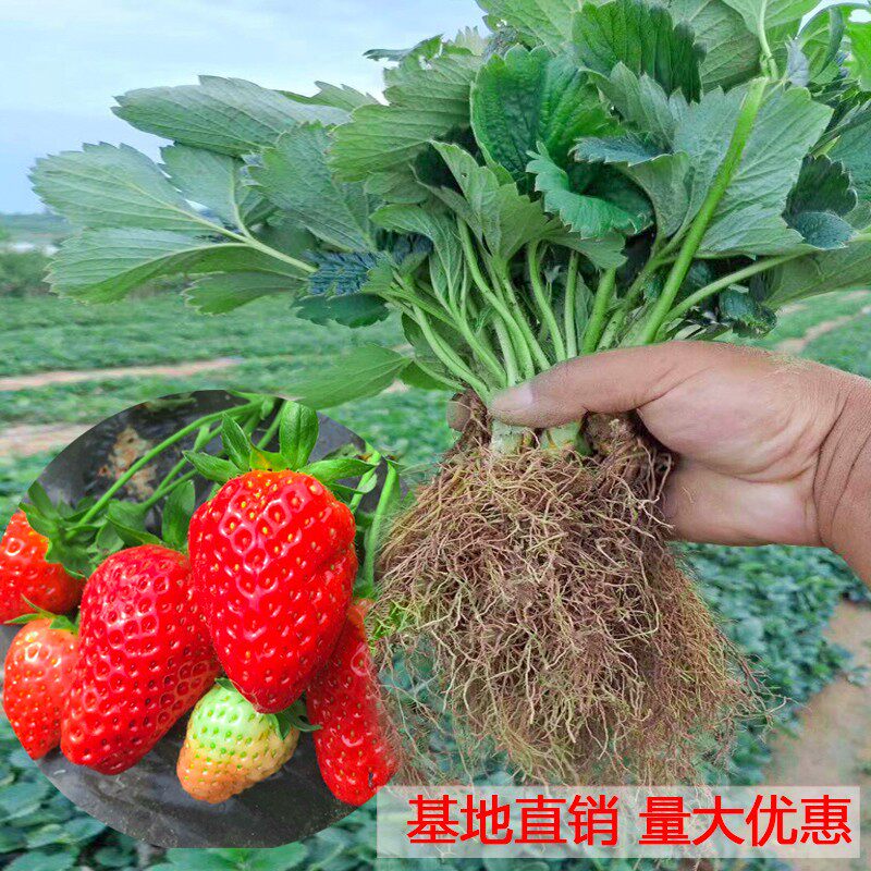奶油草莓苗果树苗当年结果食用草莓秧室内带果脱毒带土特大草莓苗