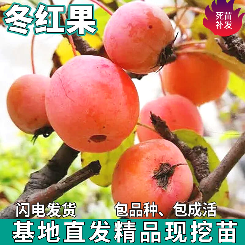 冬红果树苗南北方庭院地栽盆栽种植苹果特大嫁接海棠果苗当年结果