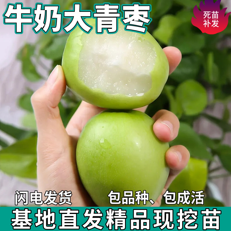 台湾牛奶大青枣苗树南北方庭院地栽盆栽嫁接脆甜枣子树苗当年结果