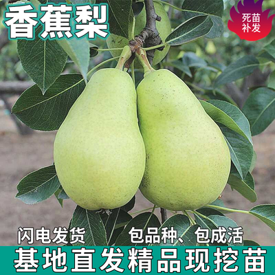 香蕉梨果树苗南北方地栽庭院盆栽种植嫁接酥脆甜梨活树苗当年结果