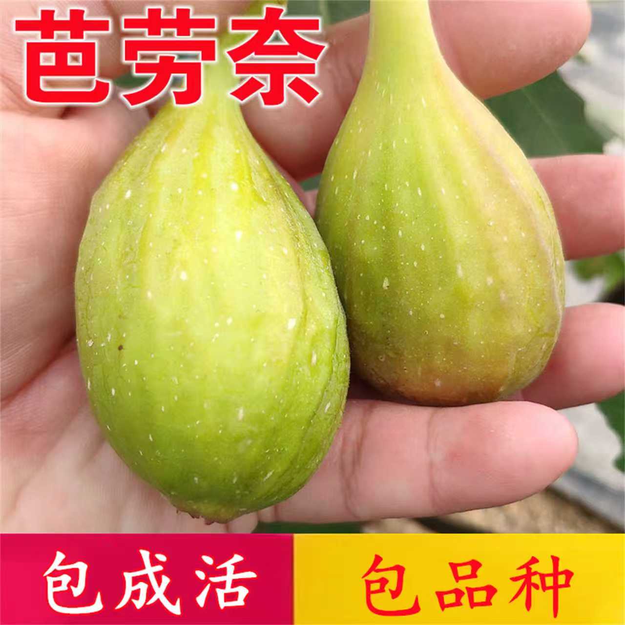 芭劳奈无花果树果苗南北
