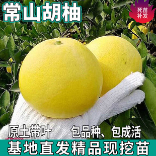 常山胡柚树苗南北方庭院绿化特大果地栽盆栽嫁接白心柚子当年结果