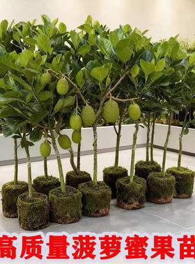 正宗木菠萝树苗四季高产嫁接8号12号印尼红肉黄肉干包菠萝蜜果苗