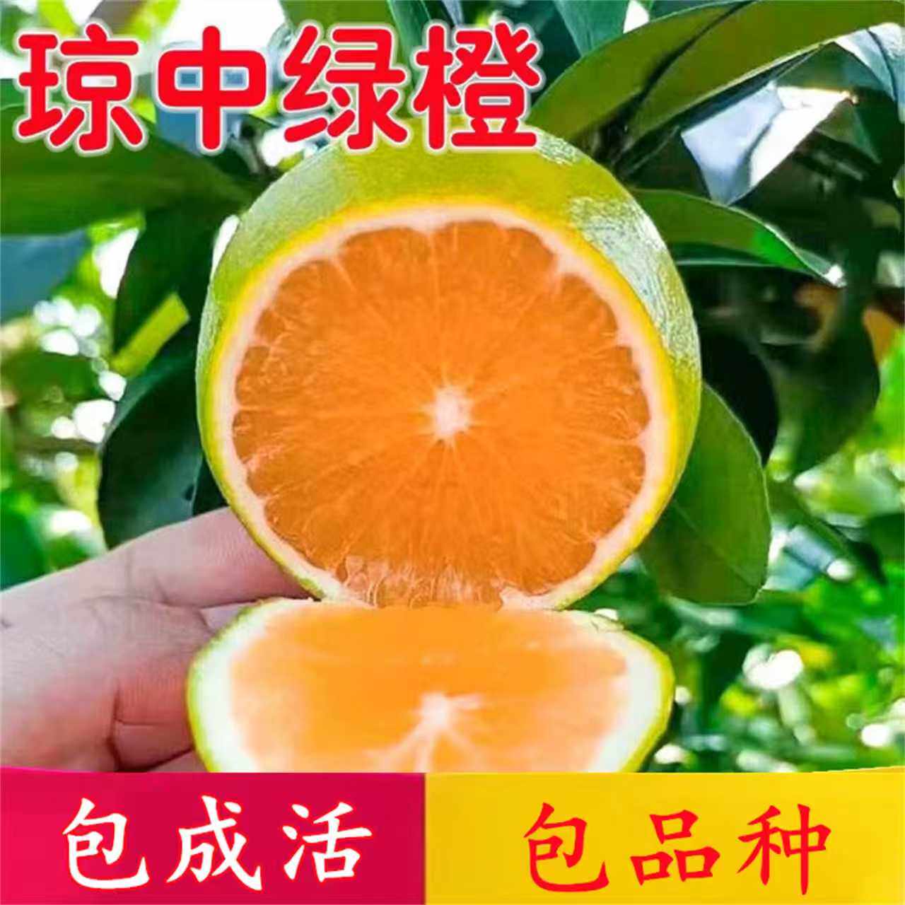 琼中绿橙苗南北方地载庭院种植果树阳台盆栽嫁接当年结果橙子树苗