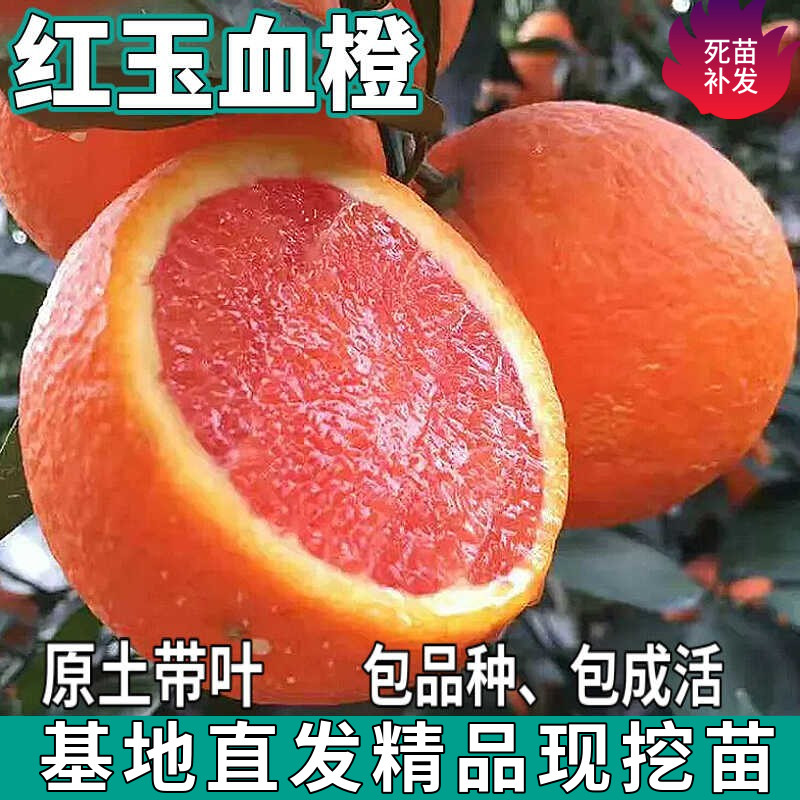 红玉血橙苗南北方庭院盆栽地栽种植嫁接红肉甜橙子果树苗当年结果