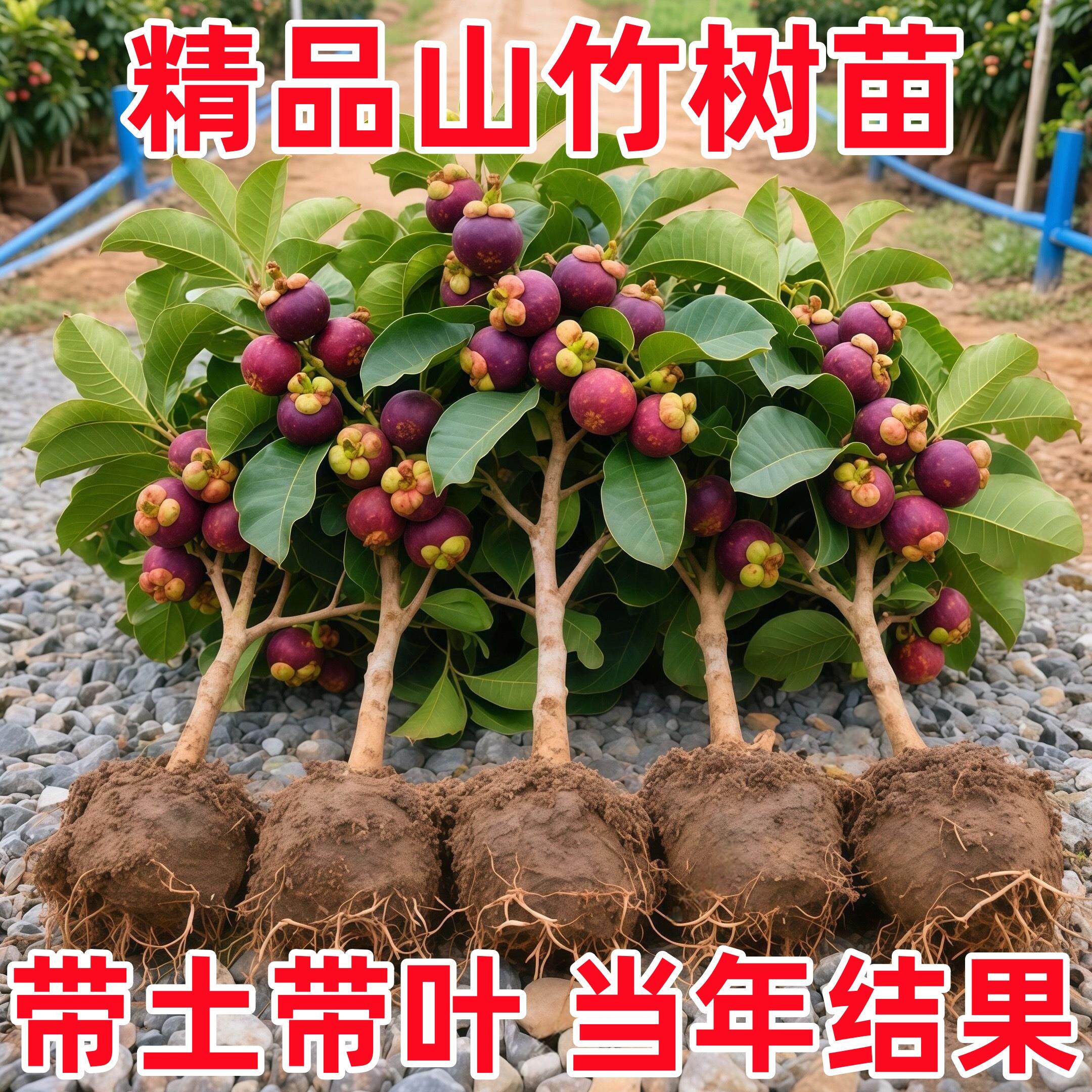 正宗泰国山竹树苗超甜大果无籽盘南北方种植四季栽地栽带叶带土发图片