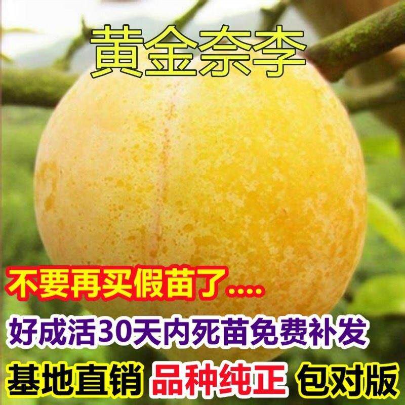 黄金奈李苗 南方李子果树苗 嫁接李子树苗 地栽果树苗当年结果