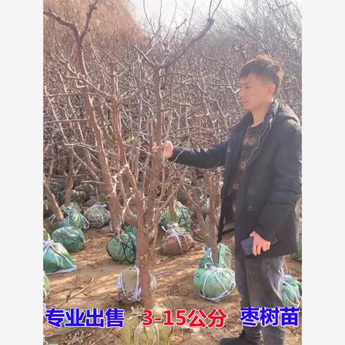 新品种特大果枣苗沾化冬