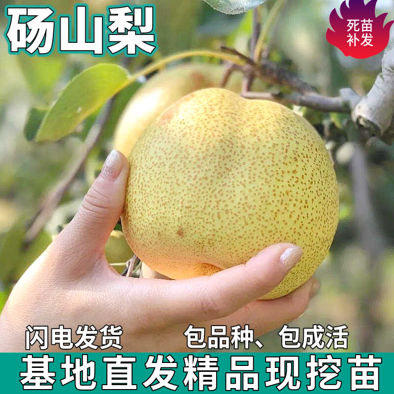 砀山梨树苗南北方地栽庭院种植特大果盆栽嫁接甜酥梨树苗当年结果