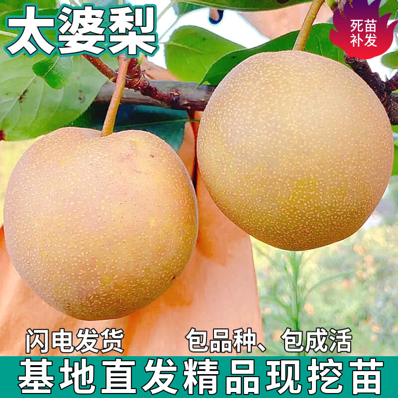 沙梨树苗南北方地栽庭院盆栽种植特大嫁接酥脆甜梨果树苗当年结果
