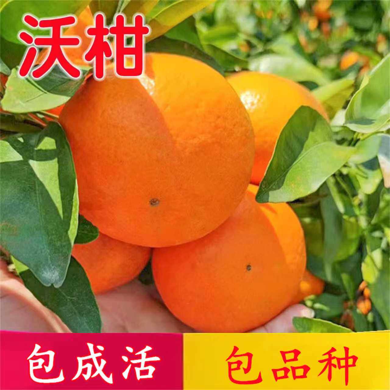 正宗高产沃柑树苗南北方庭院无籽柑橘蜜橘树果苗盆栽地栽当年结果