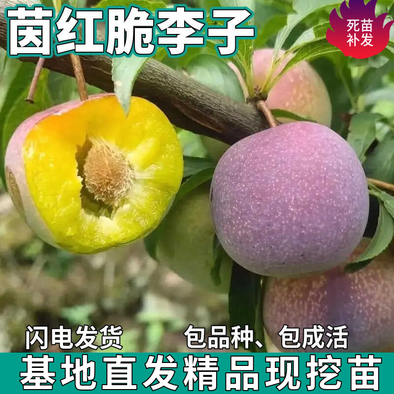 茵红李子苗树南北方盆栽图片