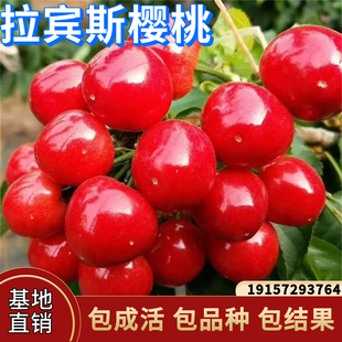 拉宾斯樱桃苗南北方庭院地载种植嫁接车厘子树苗盆栽特大当年结果