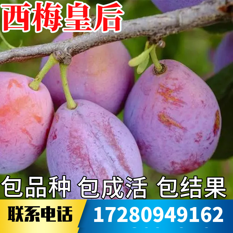 西梅皇后树苗南北方庭院种植耐寒特大号李子盆栽嫁接果苗当年结果图片