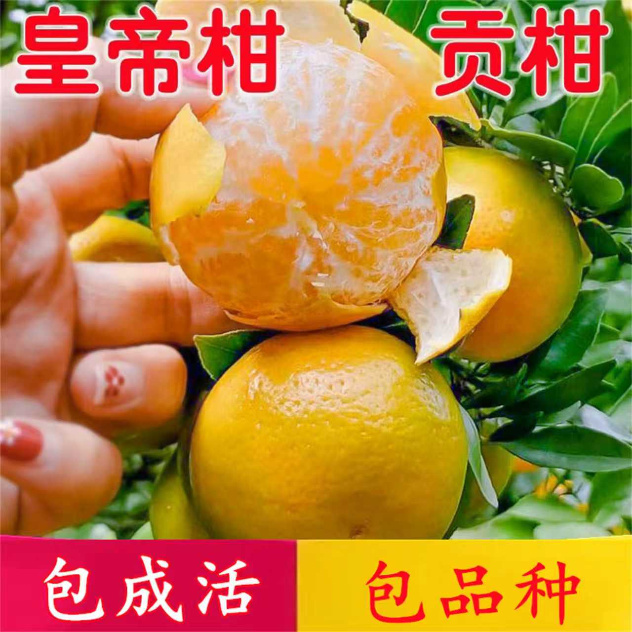 皇帝柑树苗耐寒无籽桔子