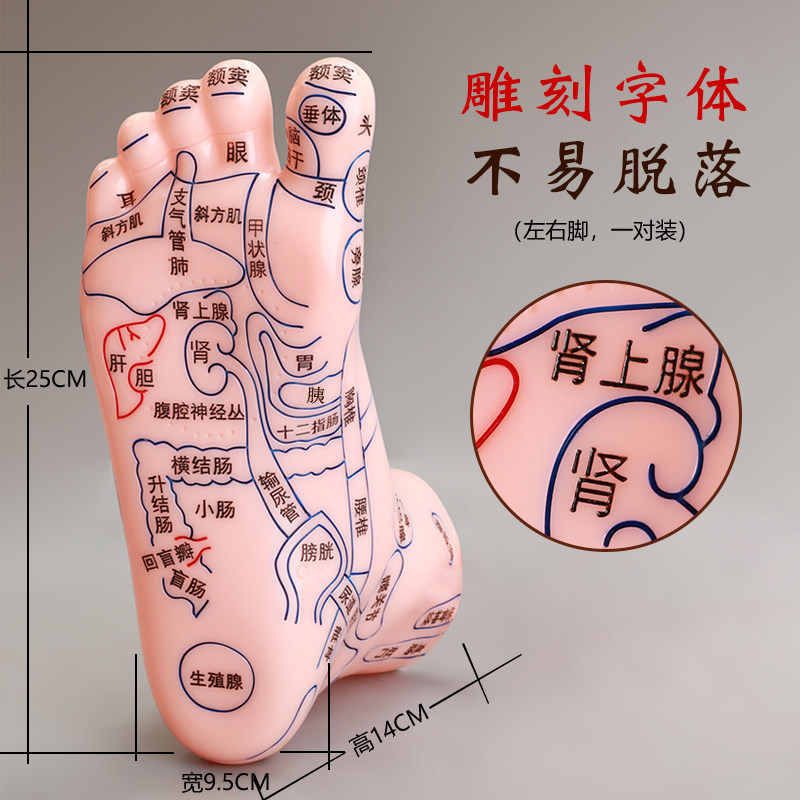 大号足部按摩模型足底反射区穴位按摩器脚部脚丫子足疗点穴棒家用