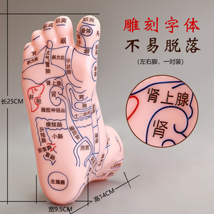 大号足部按摩模型足底反射区穴位按摩器脚部脚丫子足疗点穴棒家用