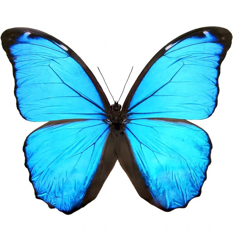 大蓝闪蝶alex亚种 Morpho Didius  alex  未整姿原W蝶  A007