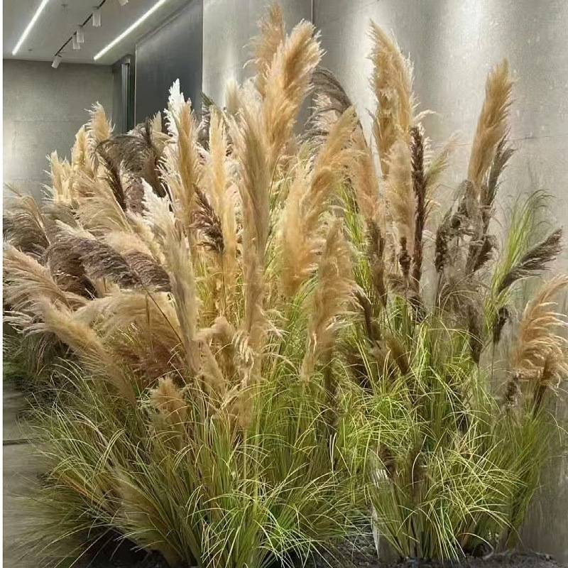 高端天然芦苇植物盆栽仿生绿植干花摆件室内橱窗店铺落地装饰造景